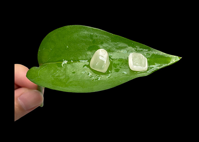 Veneer di porcellana EMAX con resistenza alle macchie per restauri estetici dall'aspetto naturale